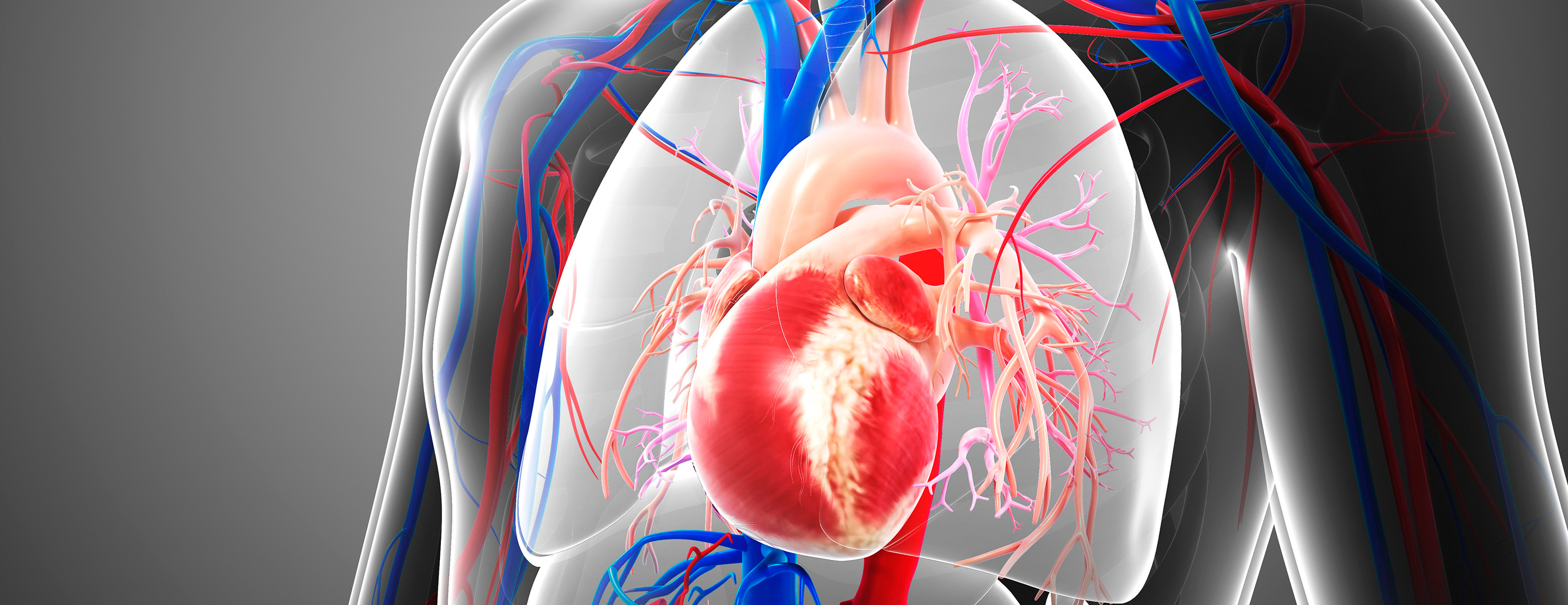 The Heart's Electrical System | Patient Education | UCSF Benioff Children's  Hospitals