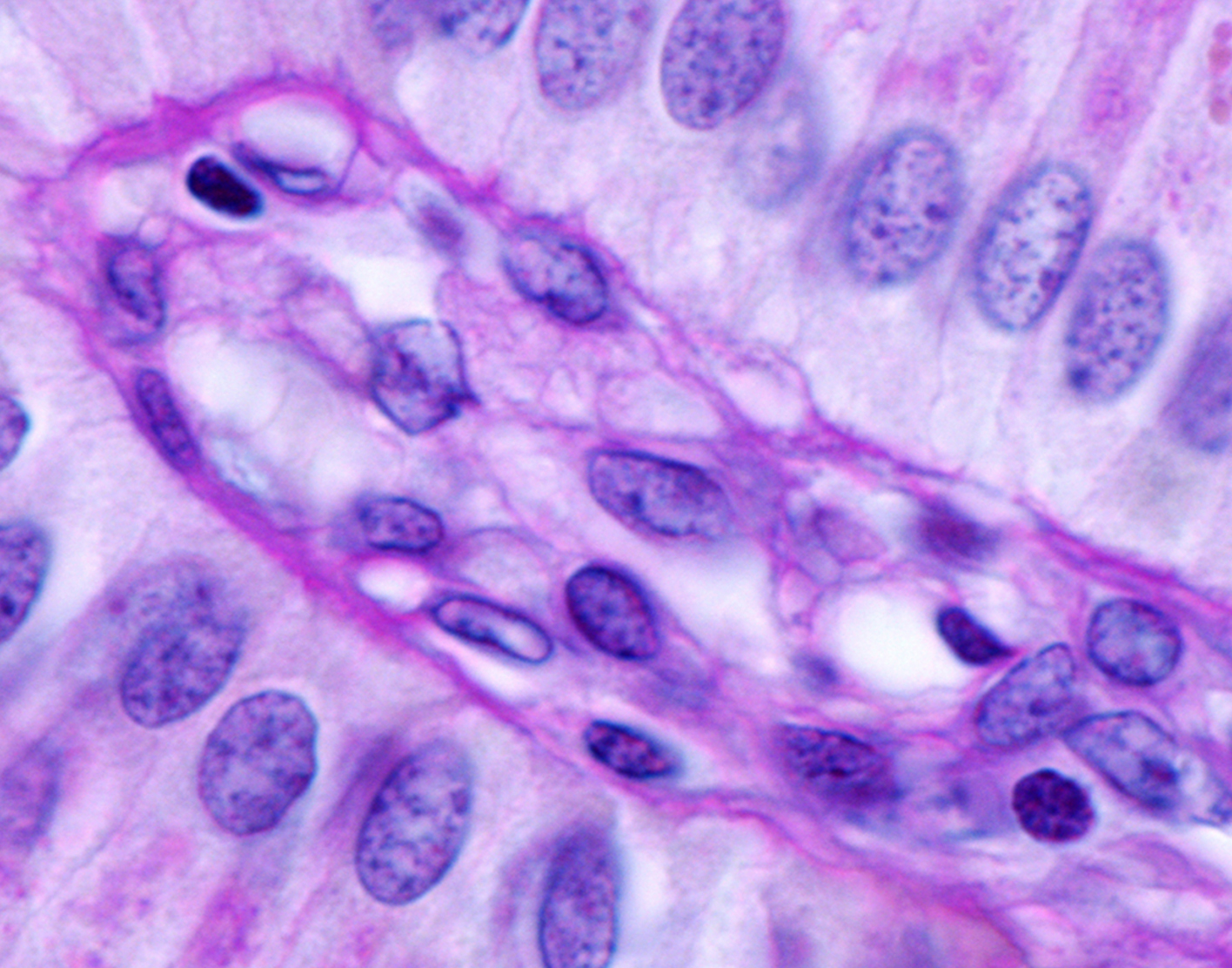 bile-culture-708x556-2x