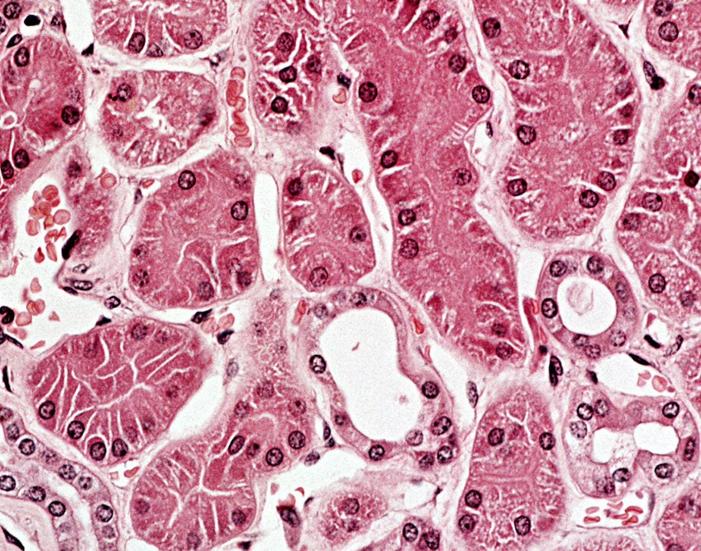 kidney-function-tests-708x556-2x