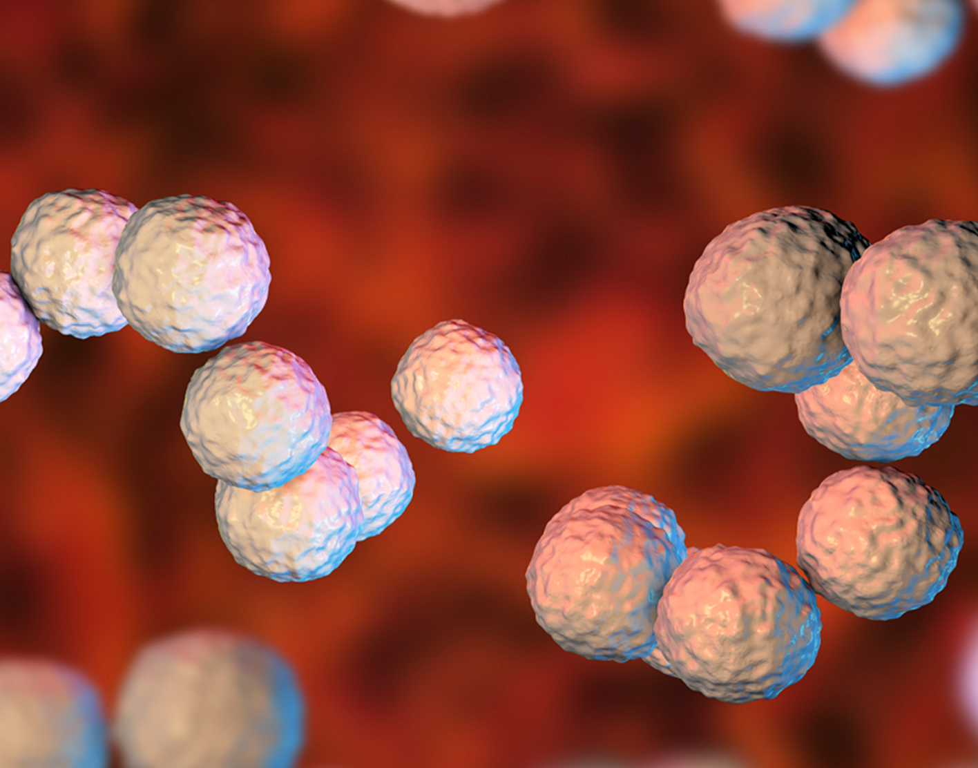 Strep Throat Virus Microscopic