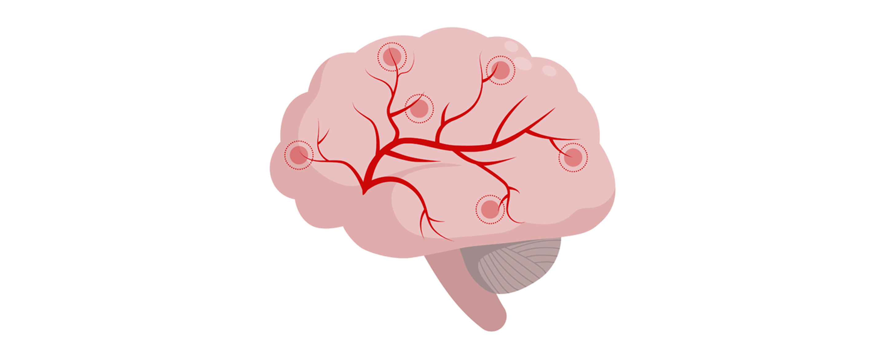 an illustration of a human brain